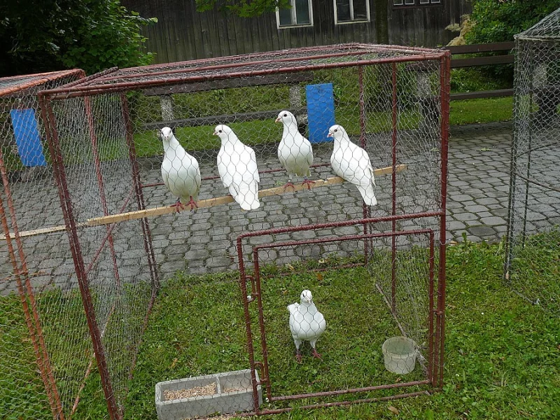 Benešovský bílý